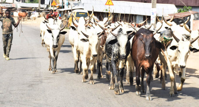 Oyo APC gov aspirant says ranching is solution to farmers, herdsmen clashes