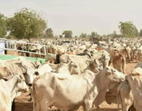 The promised land of Ruga: A time bomb