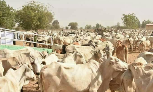 The promised land of Ruga: A time bomb