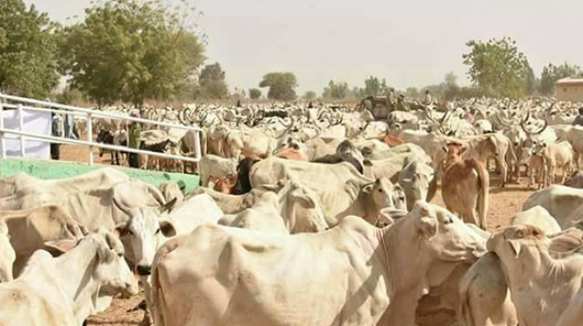 Herdsmen killings: How Nigeria can move from chaos to community