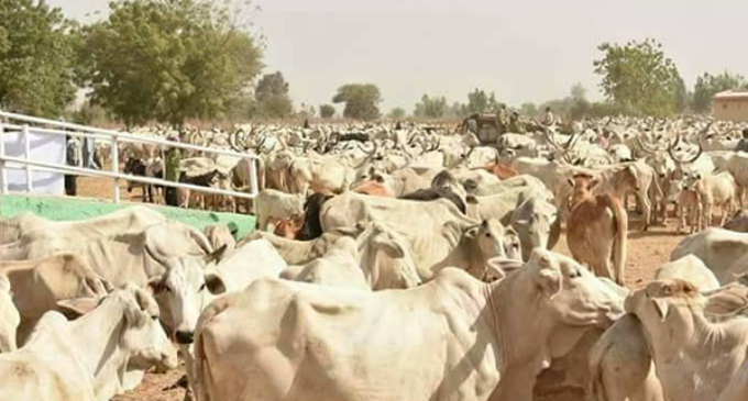 Afenifere: No plot of land in Yoruba land available for cattle ranching
