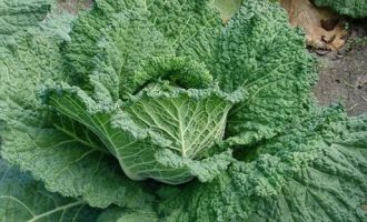 Eat Me: Seven reasons kale should be your vegetable of choice