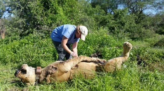 ‘Herdsmen’ poison lions, vultures — but not in Nigeria
