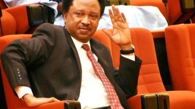 Shehu Sani: Monkeys carted away N70m from senators’ farmhouse