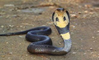 Plateau hospital records 430 cases of snakebite in eight months