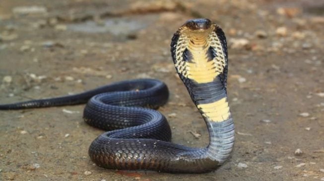 Image result for Nine die as Plateau clinic treats 430 snakebites