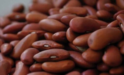 Eat Me: Beans — the highly nutritious superfood
