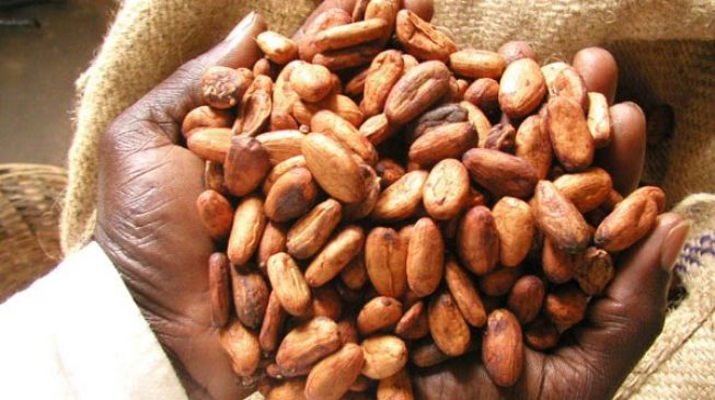 Nigeria ‘missing out’ on current scramble for Africa’s cocoa