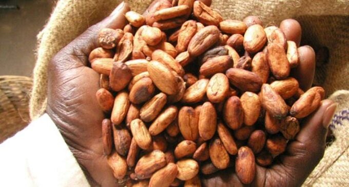 Nigeria ‘missing out’ on current scramble for Africa’s cocoa