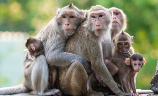 EXTRA: Residents flee as monkeys invade Lagos community
