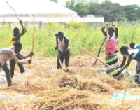 Daura farmers ‘get N412m worth of assistance’ from CBN