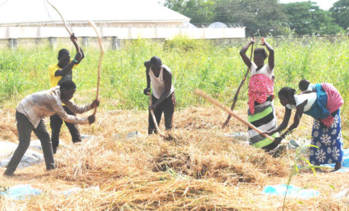 Daura farmers ‘get N412m worth of assistance’ from CBN