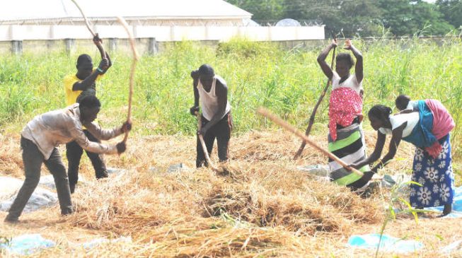 Daura farmers ‘get N412m worth of assistance’ from CBN