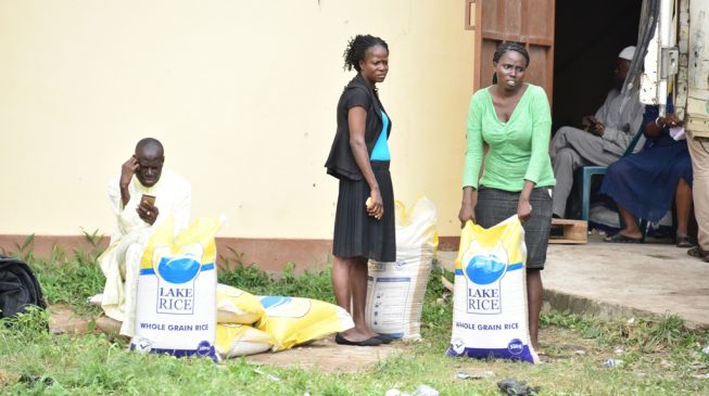 Kebbi ‘can deliver’ 50% of Nigeria’s rice needs