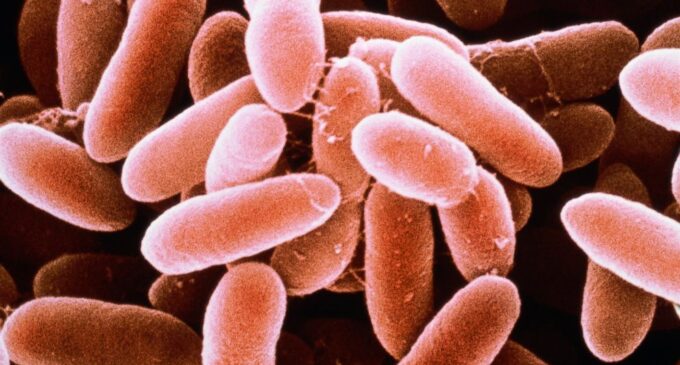 WHO warns Nigeria of deadly listeriosis outbreak