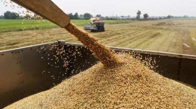 Thailand ‘blames Buhari’ for collapse of its rice mills