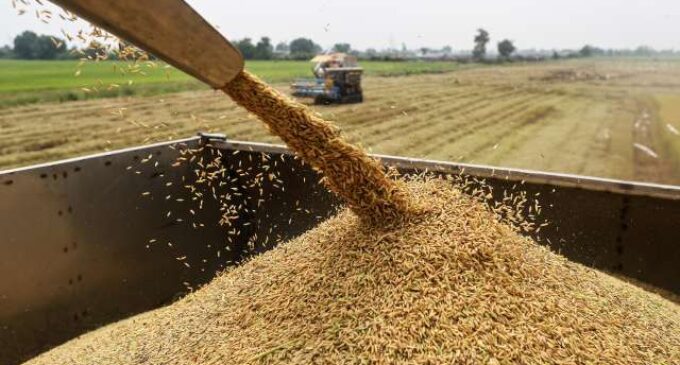Thailand ‘blames Buhari’ for collapse of its rice mills