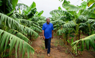 Situating Nigeria’s agric potential