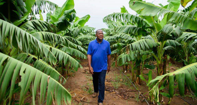 Situating Nigeria’s agric potential