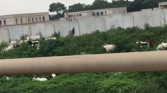 VIDEO: Herdsmen graze cattle inside national assembly