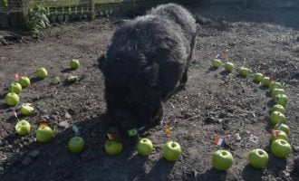 Super Eagles and Marcus the pig at the World Cup