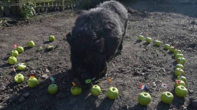 Super Eagles and Marcus the pig at the World Cup
