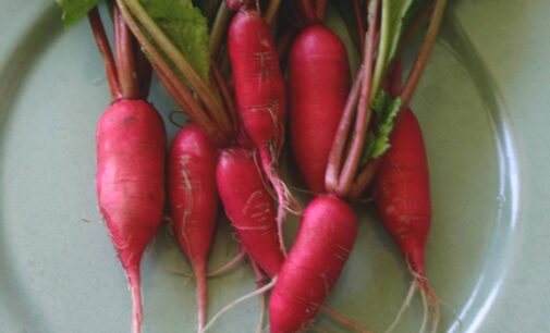 Eat Me: Treats jaundice, fever… six health benefits of radish