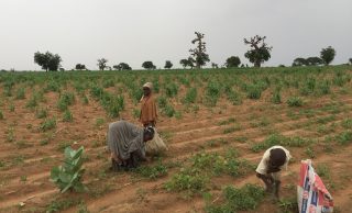 Orphaned by bandits: Inside Zamfara village where children abandon school for farming