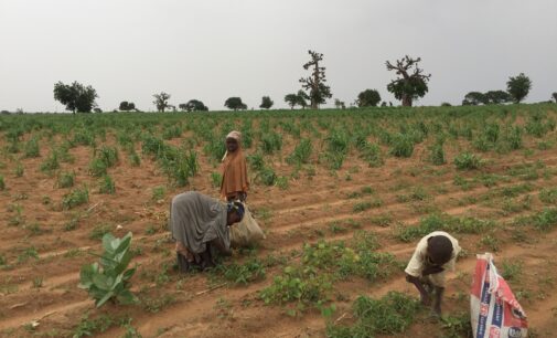 Hunger looms in Zamfara as kidnappers raid farmlands
