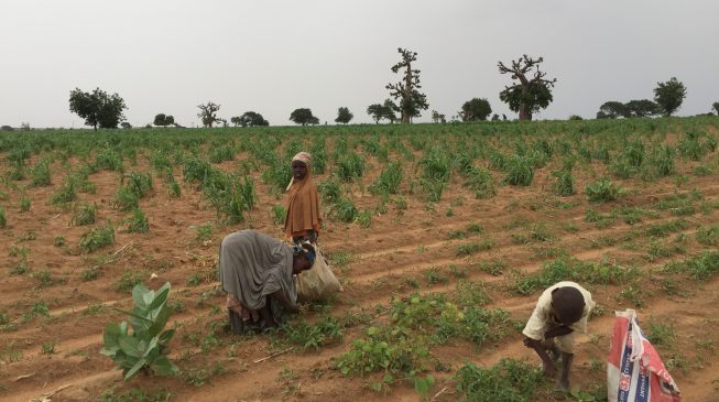 Hunger looms in Zamfara as kidnappers raid farmlands