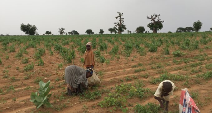 Hunger looms in Zamfara as kidnappers raid farmlands