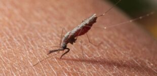Study: Climate change could lead to decline in malaria risk by 2025