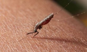New drug to prevent recurring malaria gets approval