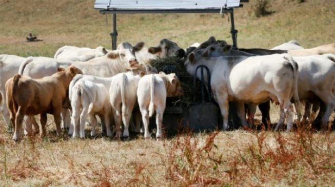 No grass: Drought hits cows in Europe