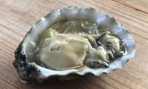 Eat Me: Aphrodisiac, weight loss… seven reasons to love oyster