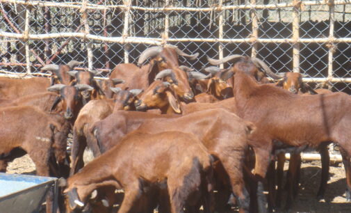 EXTRA: Agency detains 159 goats, sheep straying in Minna
