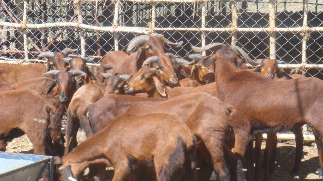 EXTRA: Agency detains 159 goats, sheep straying in Minna