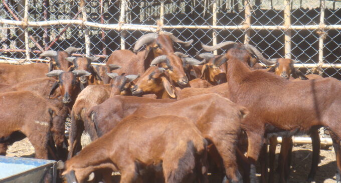 EXTRA: Agency detains 159 goats, sheep straying in Minna