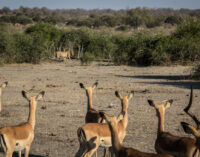 Nigeria, where impala eats lion for supper