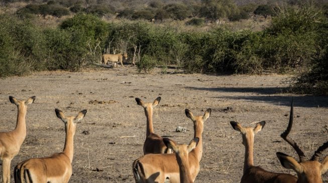 Nigeria, where impala eats lion for supper
