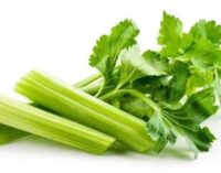Eat Me: Boosts sex drive, reduces blood pressure… why celery should be in your diet