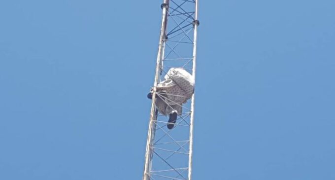 Man climbs mast to protest ‘land encroachment’ by Atiku’s university