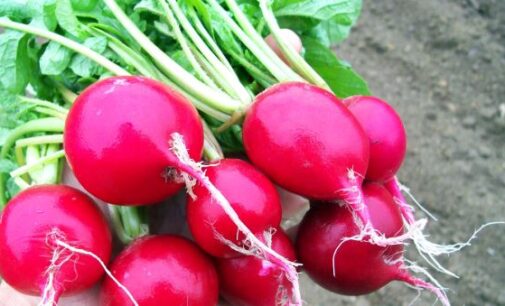 Eat Me: Diabetics friendly, prevents jaundice… 10 health benefits of radish