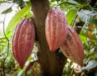 2,000 farmers to benefit from cocoa production partnership in Osun