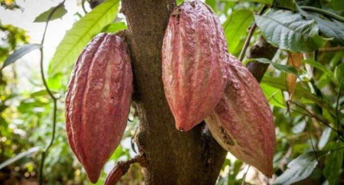 2,000 farmers to benefit from cocoa production partnership in Osun