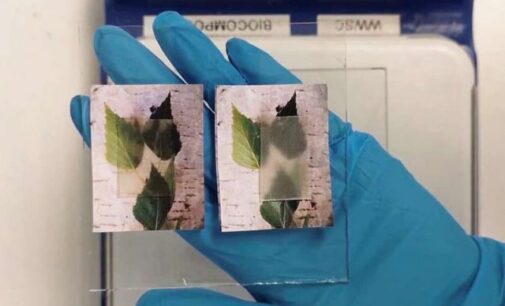 Scientists invent transparent wood that stores, releases heat