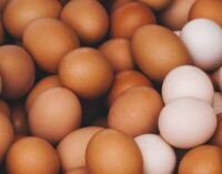 Eating one egg daily not tied to heart disease risk, study finds