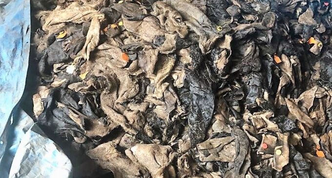 Lagos impounds ‘N10m worth of poisonous ponmo’