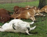 Three persons, 319 cattle killed in Plateau