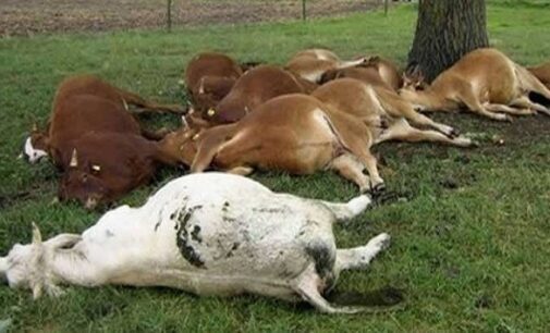 Three persons, 319 cattle killed in Plateau